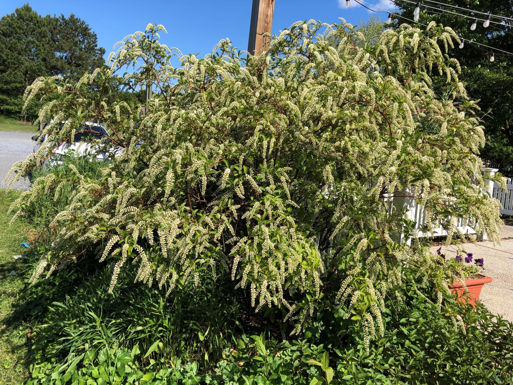 Sweetspire bush